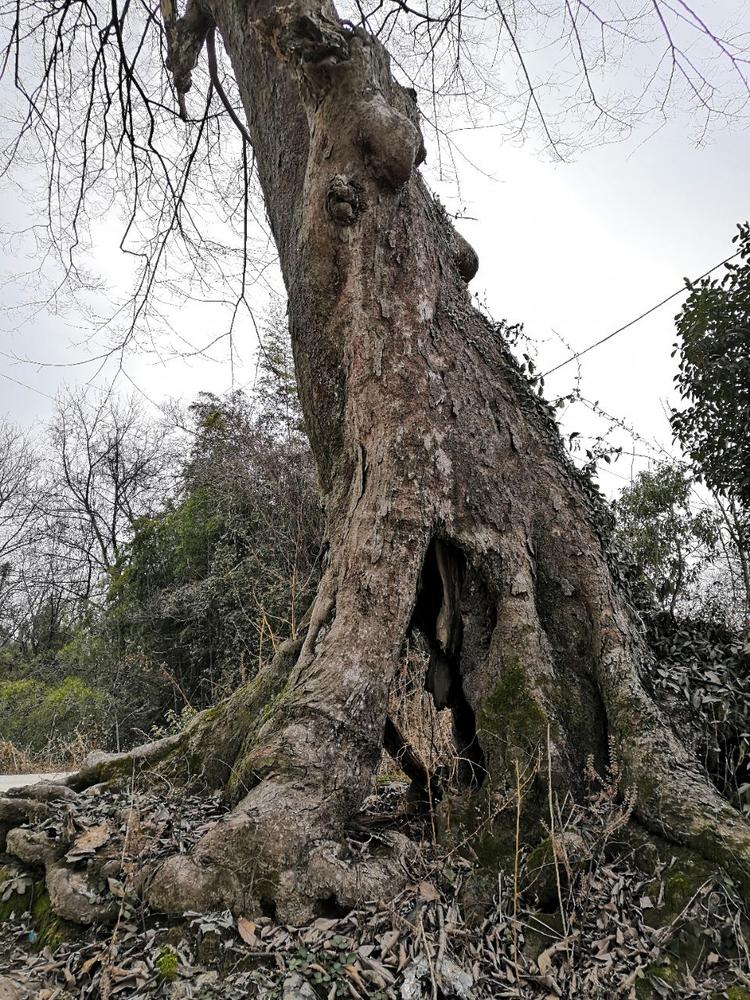 几百年的古树,见证了几代人的成长