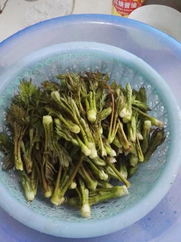 刺龙芽,天下第一山珍