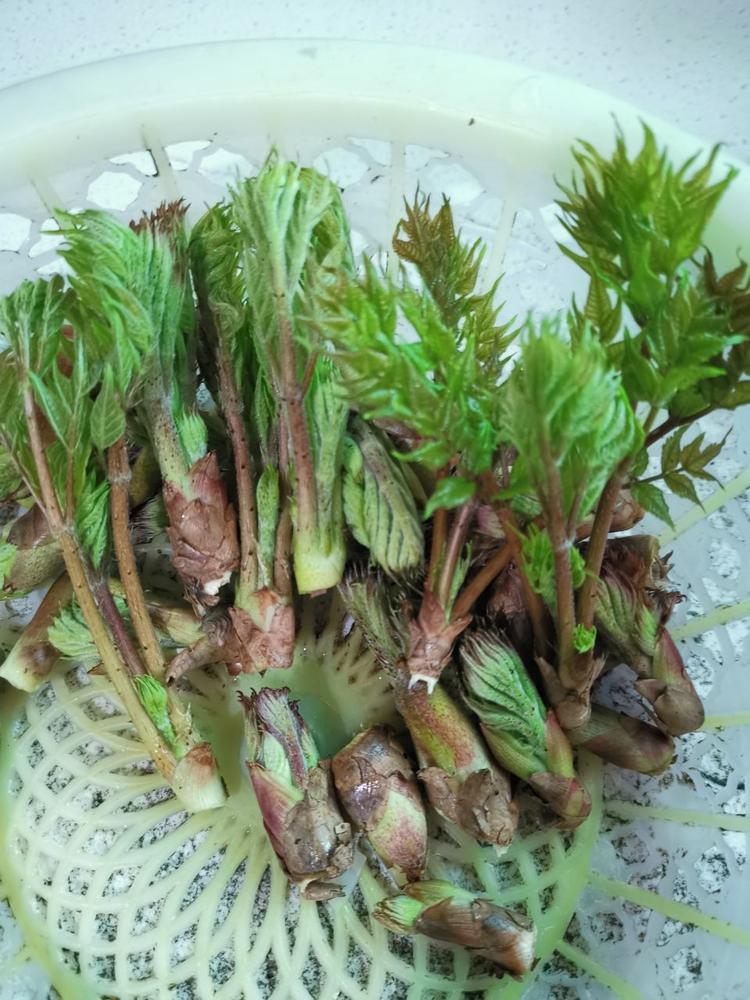 刺龙芽,天下第一山珍