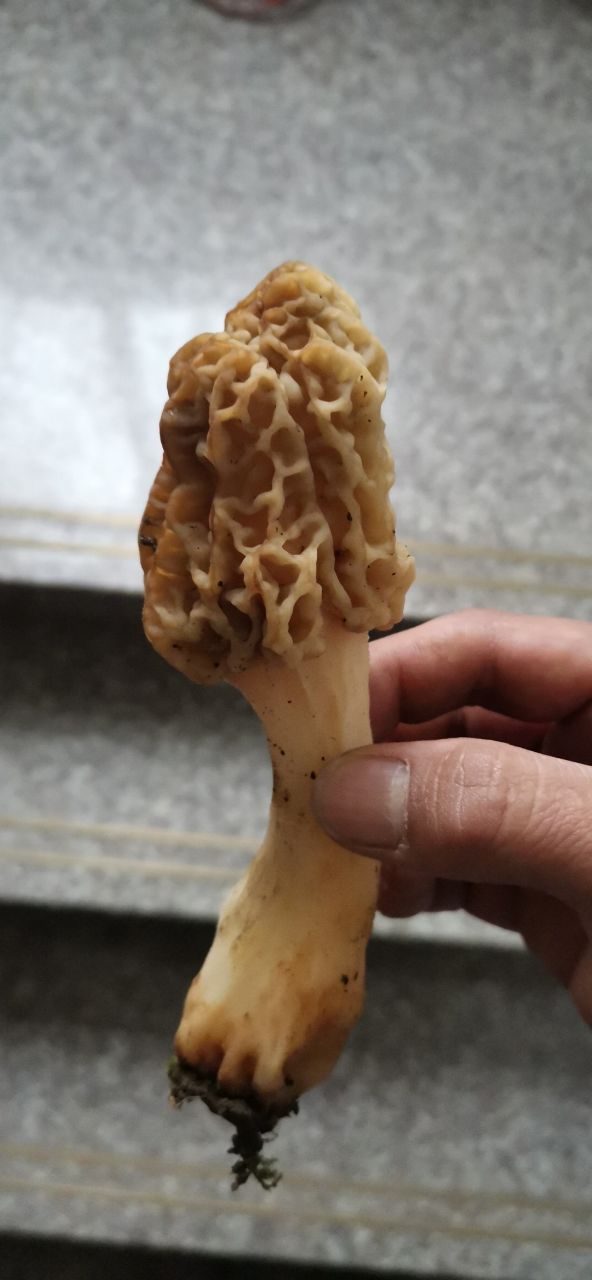 看百度上说能吃但是不敢吃