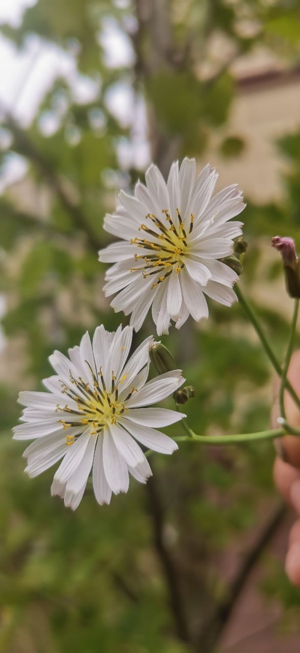 奇茸通天菊