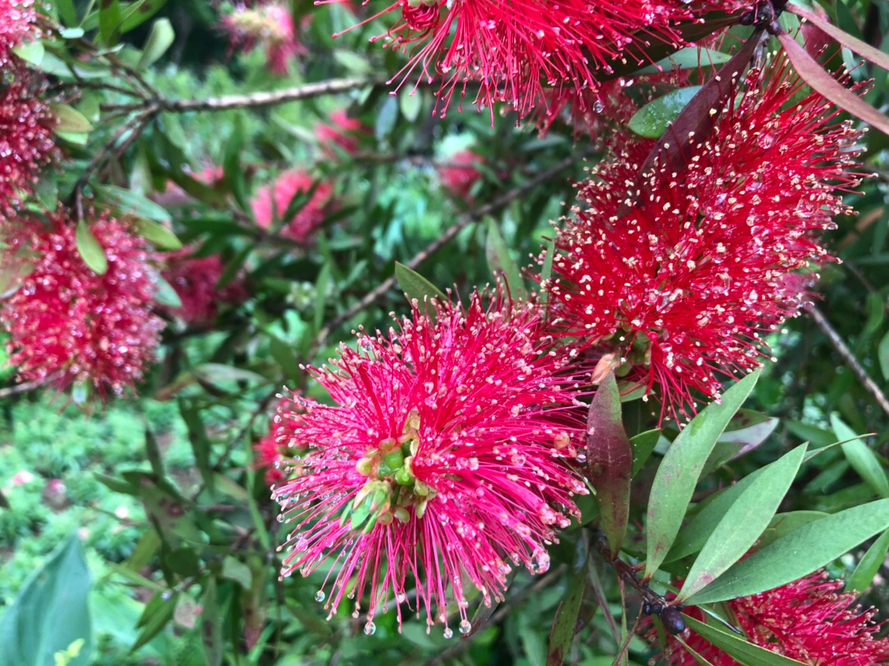 刺花树的花的样子图片