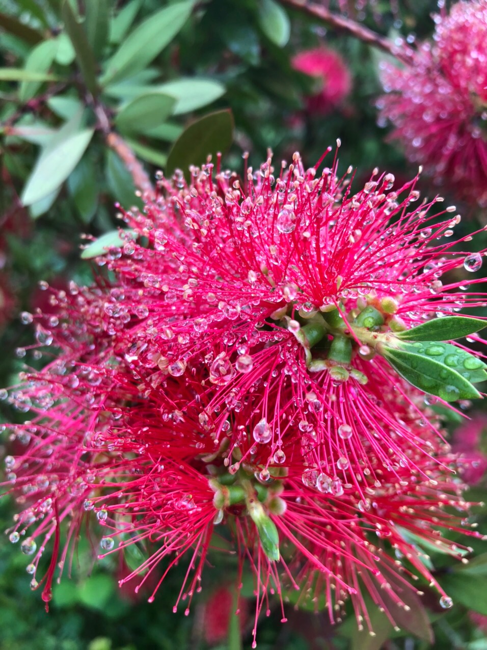 刺花树的花的样子图片