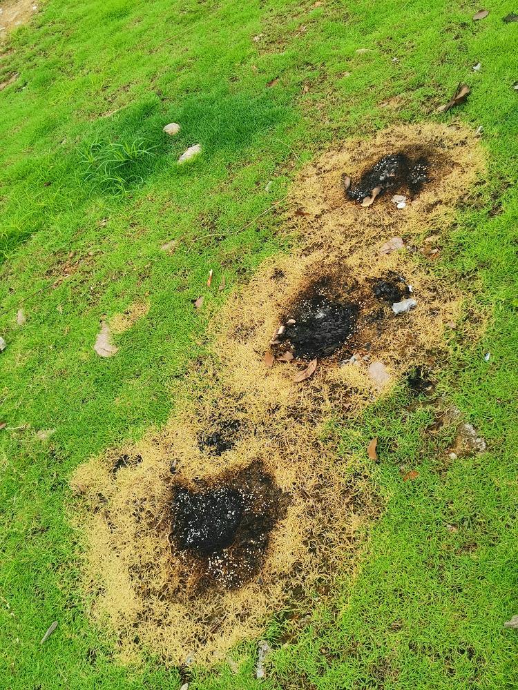 燃烧的痕迹,绿油油的草坪被人烧的惨不忍睹!