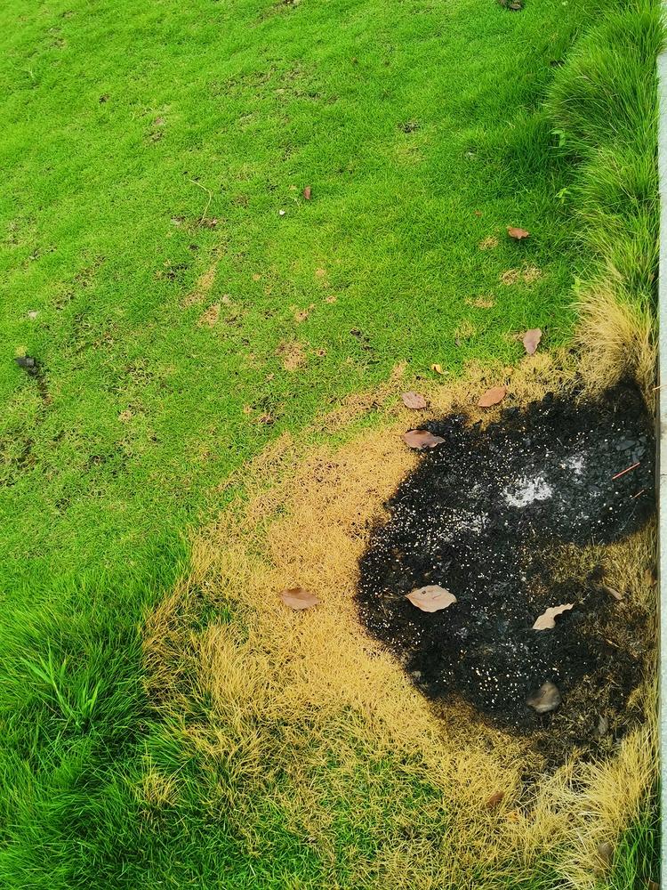 燃烧的痕迹,绿油油的草坪被人烧的惨不忍睹!