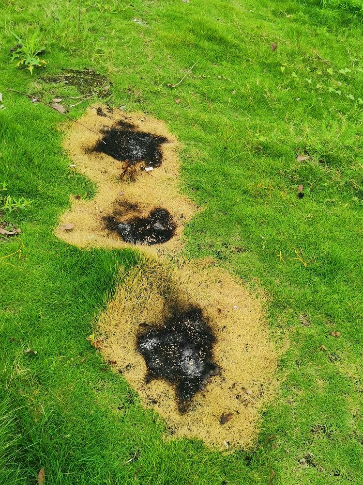 燃烧的痕迹,绿油油的草坪被人烧的惨不忍睹!