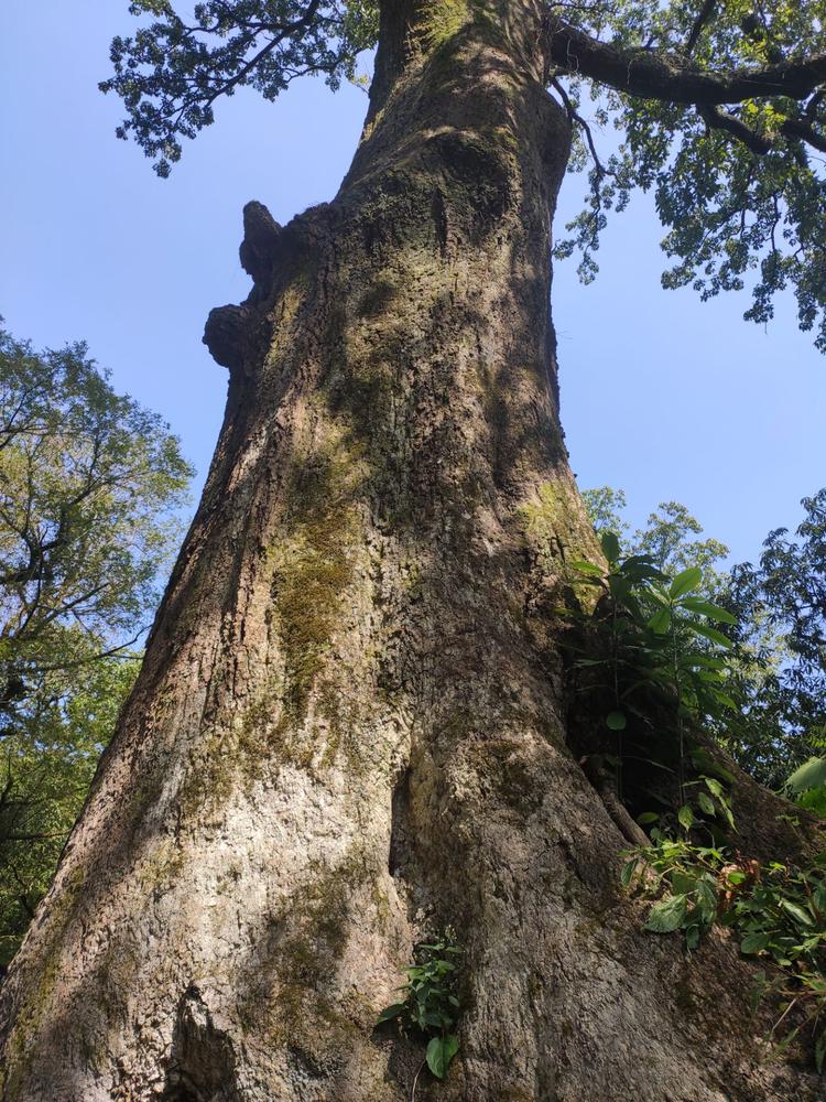 節日末打卡石臺縣白石嶺村