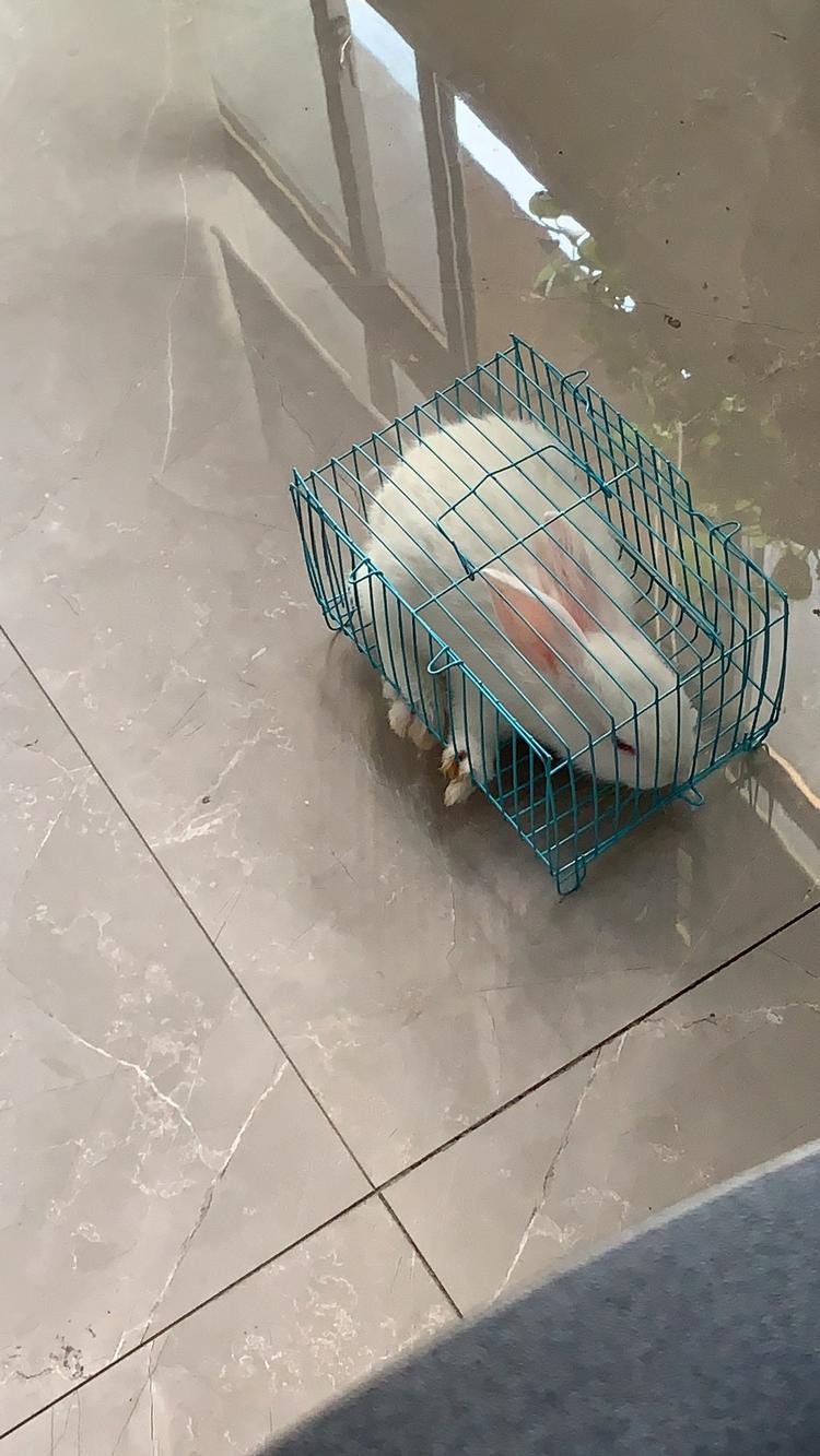 花鸟市场40块钱买了只小白兔,真不便宜吧