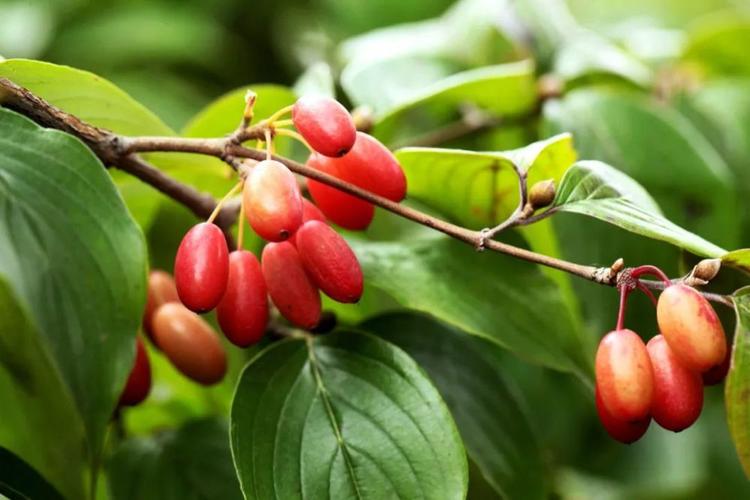 重阳节里话"茱萸"