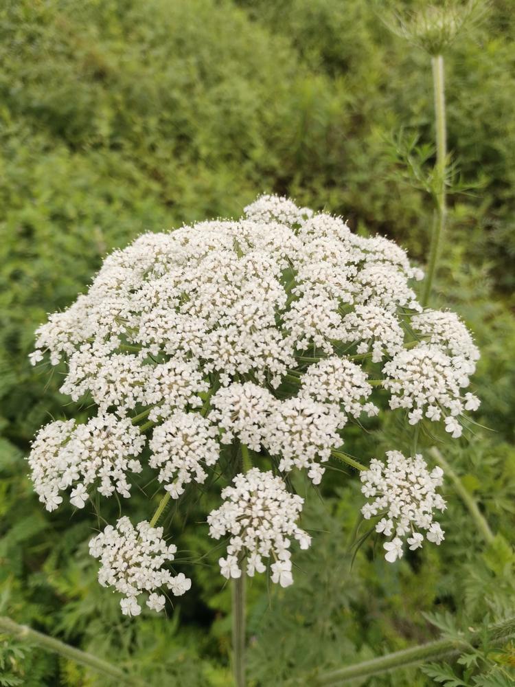 蛇床野花