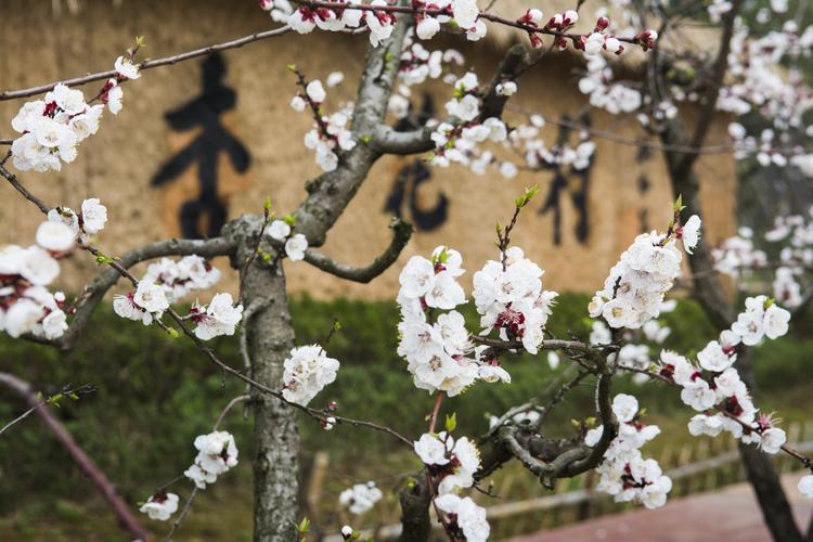 (最终解释权归池州杏花园文化旅游发展有限公司所有)